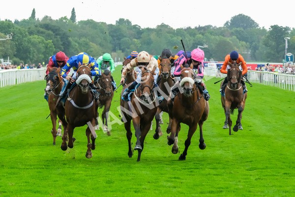 080925-Race 3-Rock N Roll Pinkie-8473 - Race 3 3.30pm Skybet Proud To Support ROR Stayers Handicap