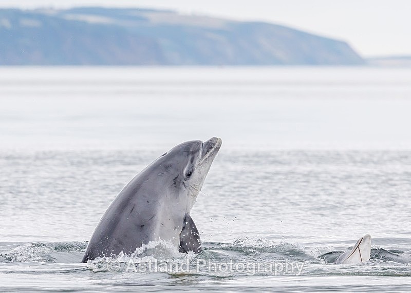Astland Photography, Bird and Wildlife Images, Susan and Peter Wilson, U.K.