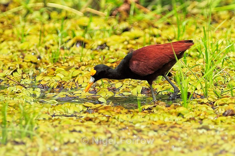 Northern Jacana (adult), Cano Negro, Costa Rica - Northern Jacana