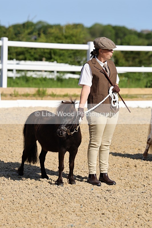 1X9A0675 - Class 3: Youngstock 1, 2, 3 year old not to exceed 153cm