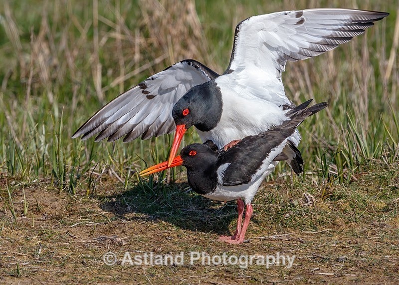 Astland Photography, Bird and Wildlife Images, Susan and Peter Wilson, U.K.