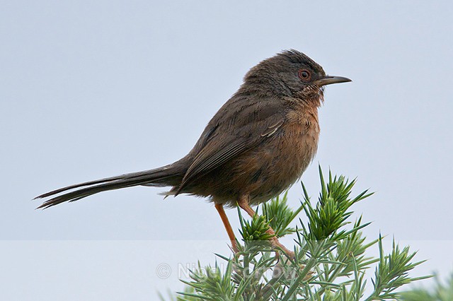 Dartford Warbler perched on a gorse bush on Coombe Heath at Arne - Dartford Warbler