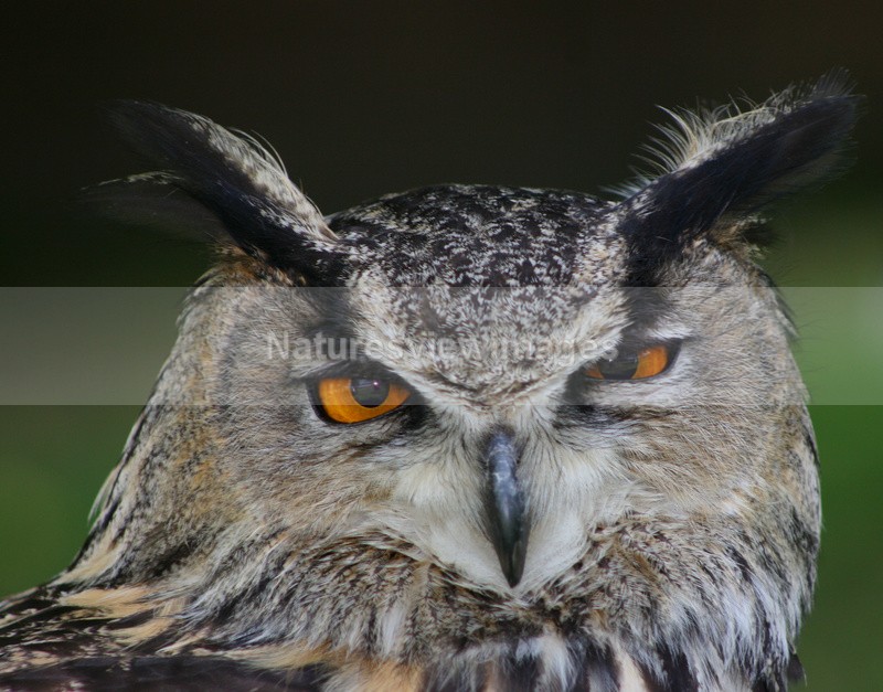 The Owl - Wildlife