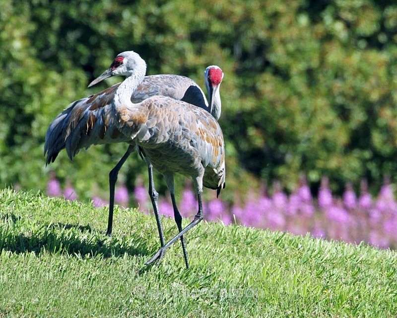  - Sandhill Cranes