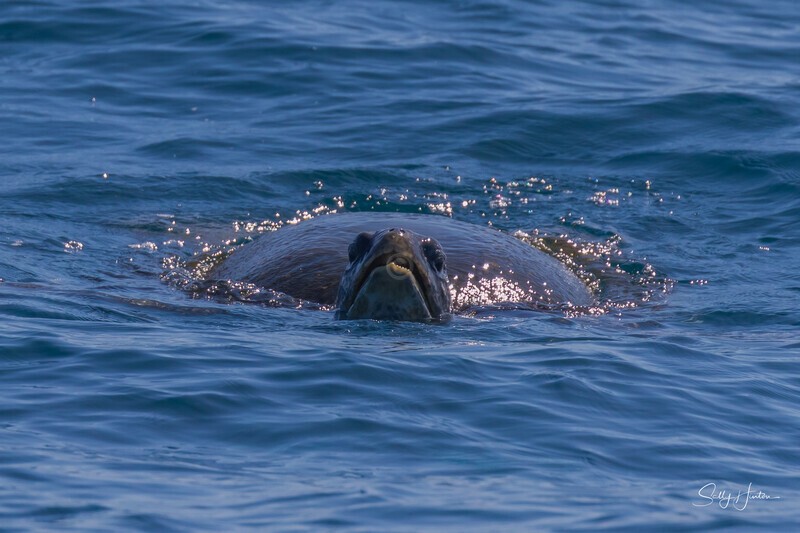 Green Turtle on surface 1. 0A3A0272 - Turtles