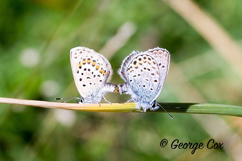 silver studded blues pyrenees