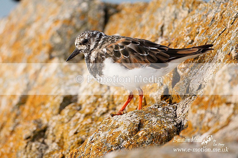 Ruddy Turnstone140908-155 - Nature