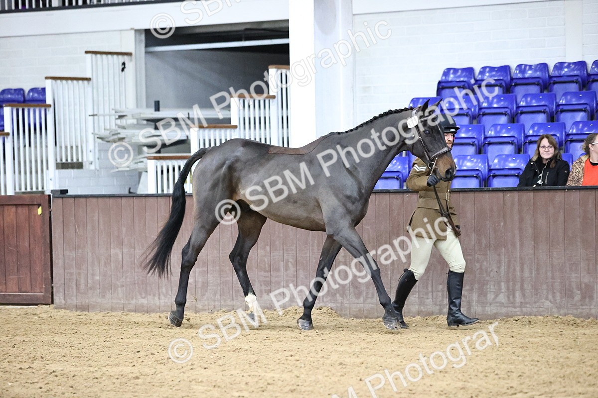 SBM_5212 - Class 39 - In Hand Gelding