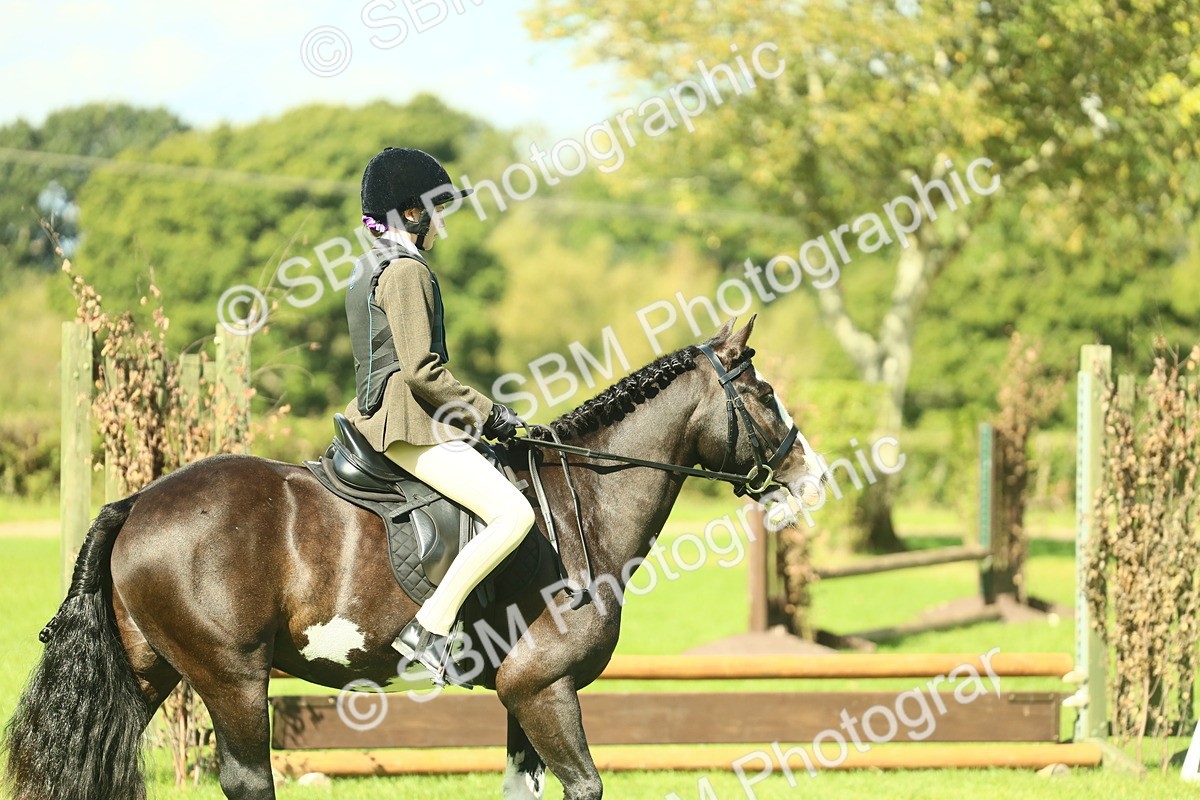 SBM_42003 - S29 - Novice & Newcomers Working Hunter Pony