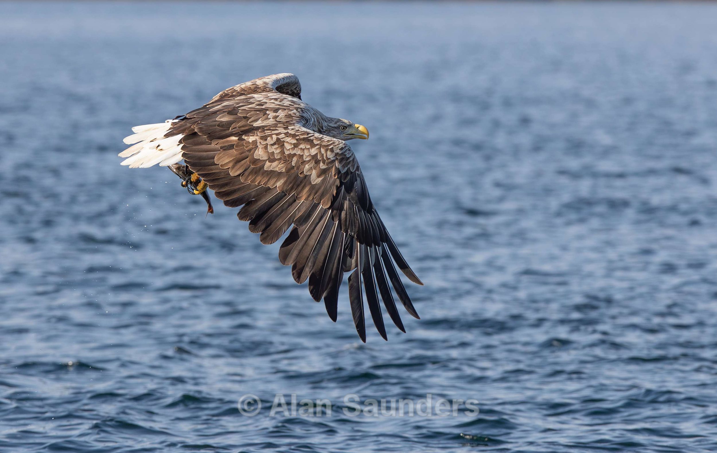 White Tailed Eagle 52