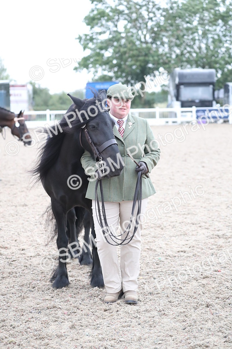 SBM_17993 - Class 317 IH Pure bred Horse/Pony