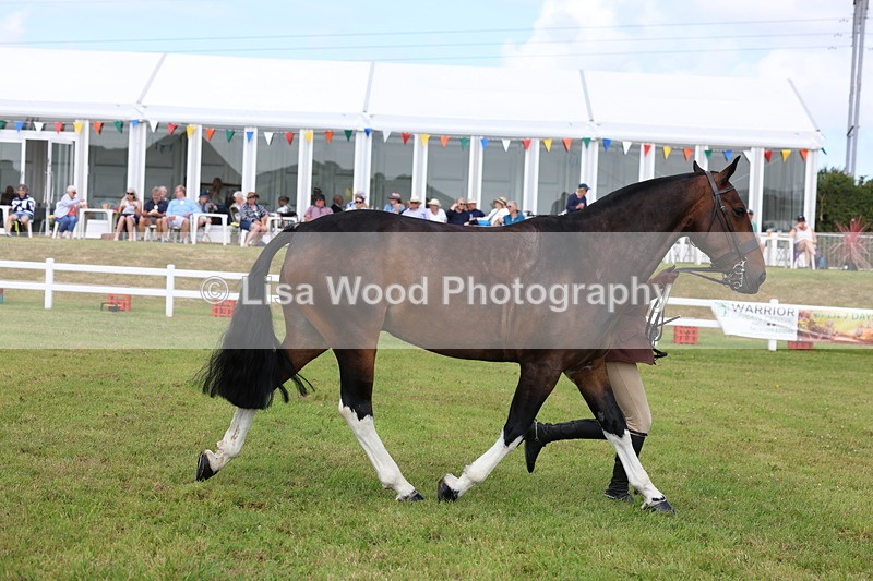 3E7A0106 - Class 5: Rising Star Lightweight/Heavyweight Cobs