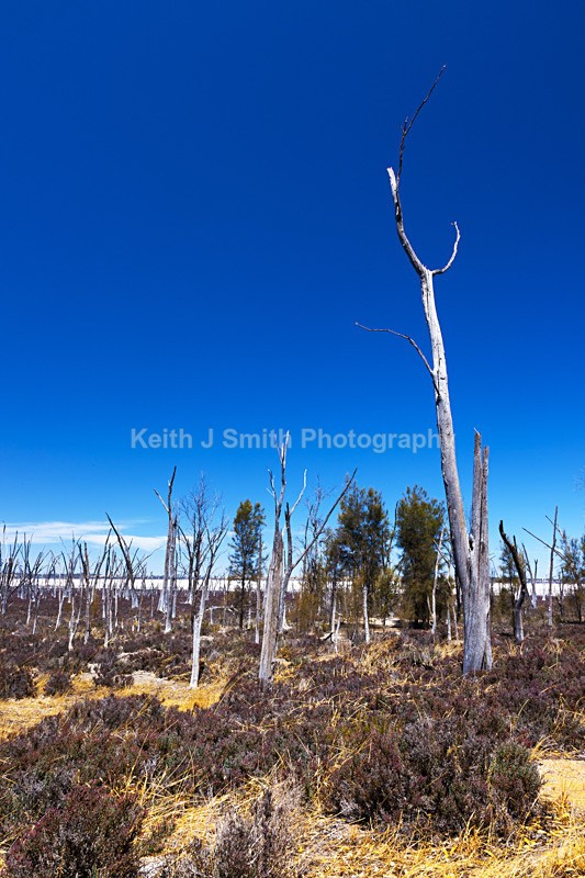 0SKJ5325 - Worldwide