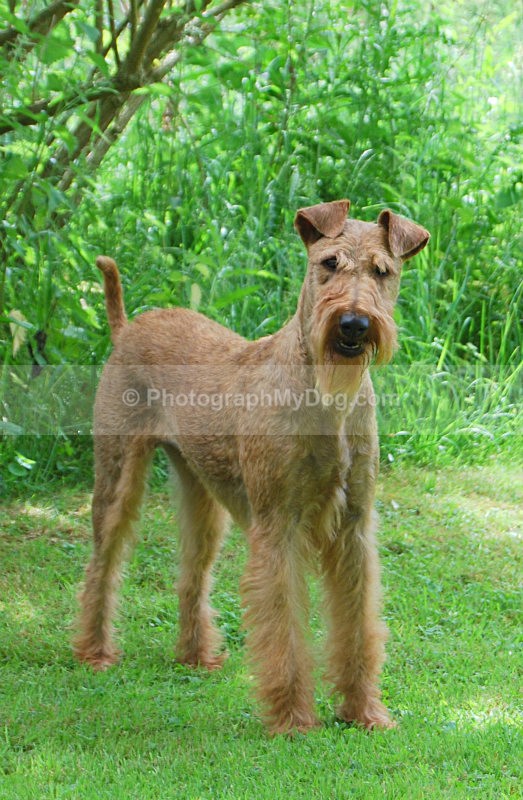  - Irish Terriers