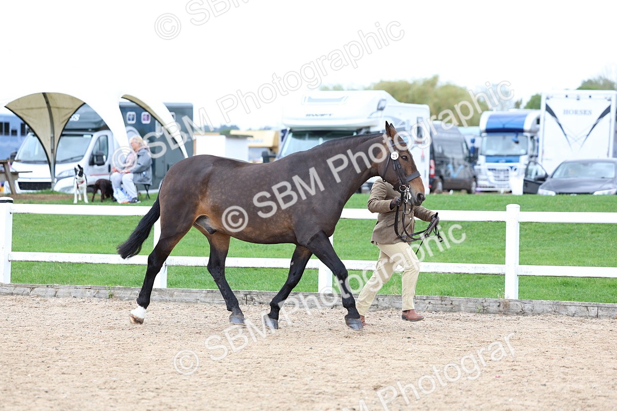 SBM_05691 - Class 28 - IH Veteran Horse