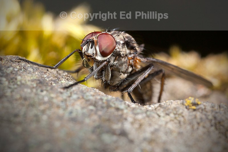 Hylemya vagans