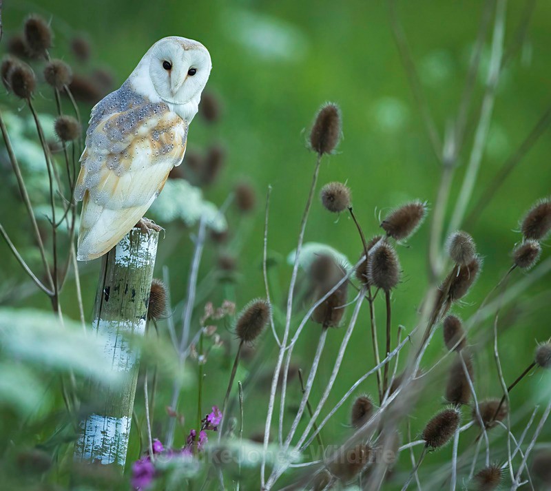 BARN OWL 2025 6 - BARN OWLS