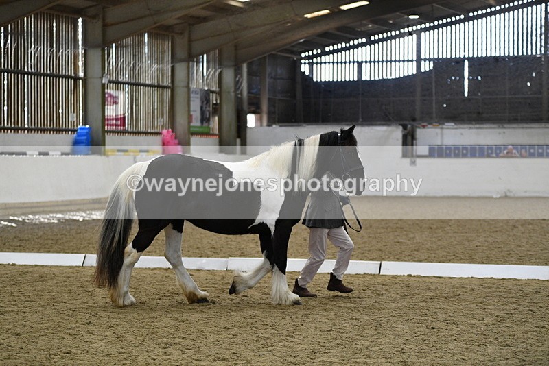 WJ5_4984 - Class 7 In hand coloured / odd coloured