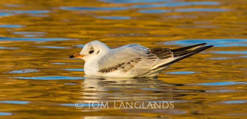 Black-headed Gull - Gulls and Terns