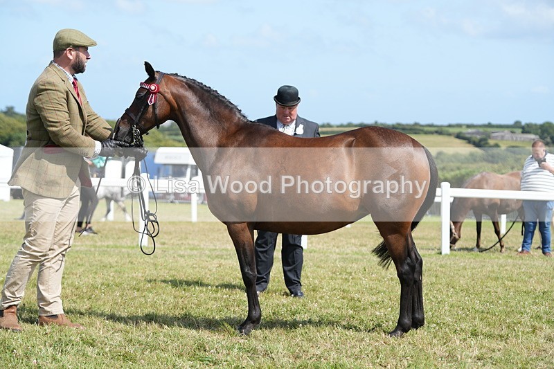 DSC07391 - Class 69: NPS Show Pony 4 years and over