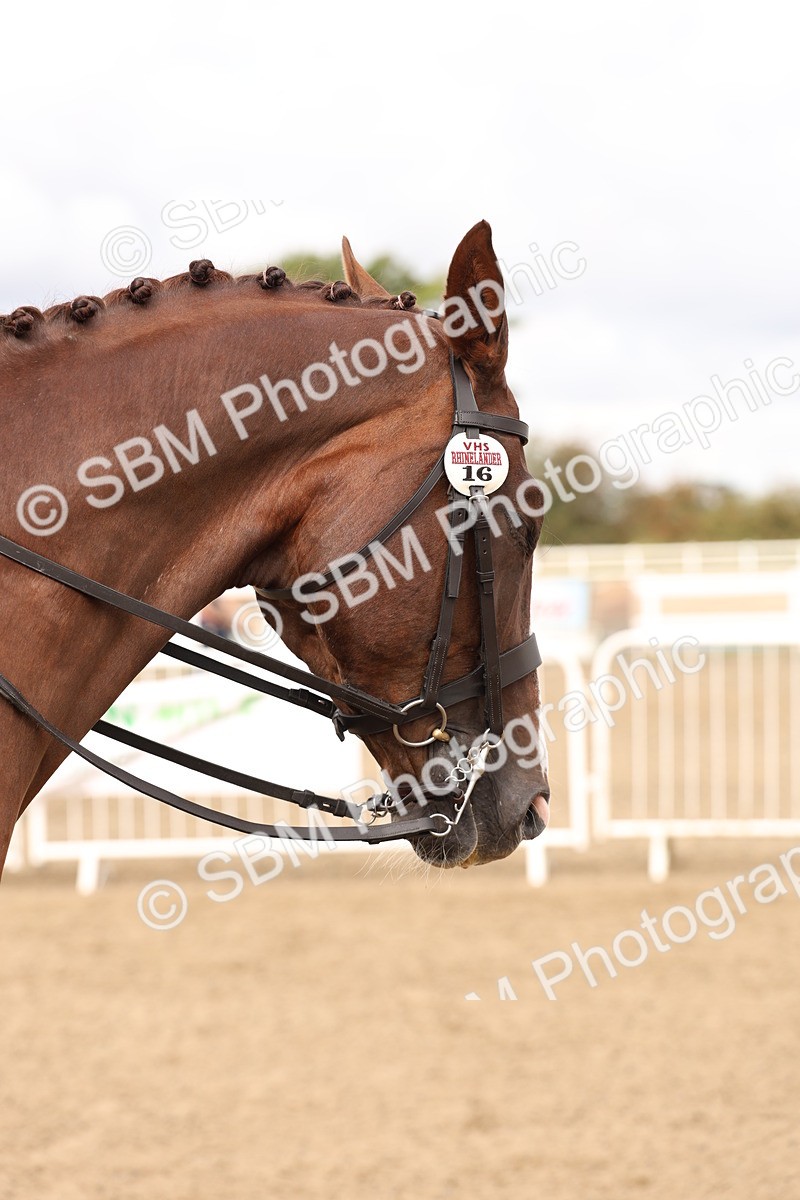 SBM_02848 - Class 53 - Ridden Competition Horse/Pony