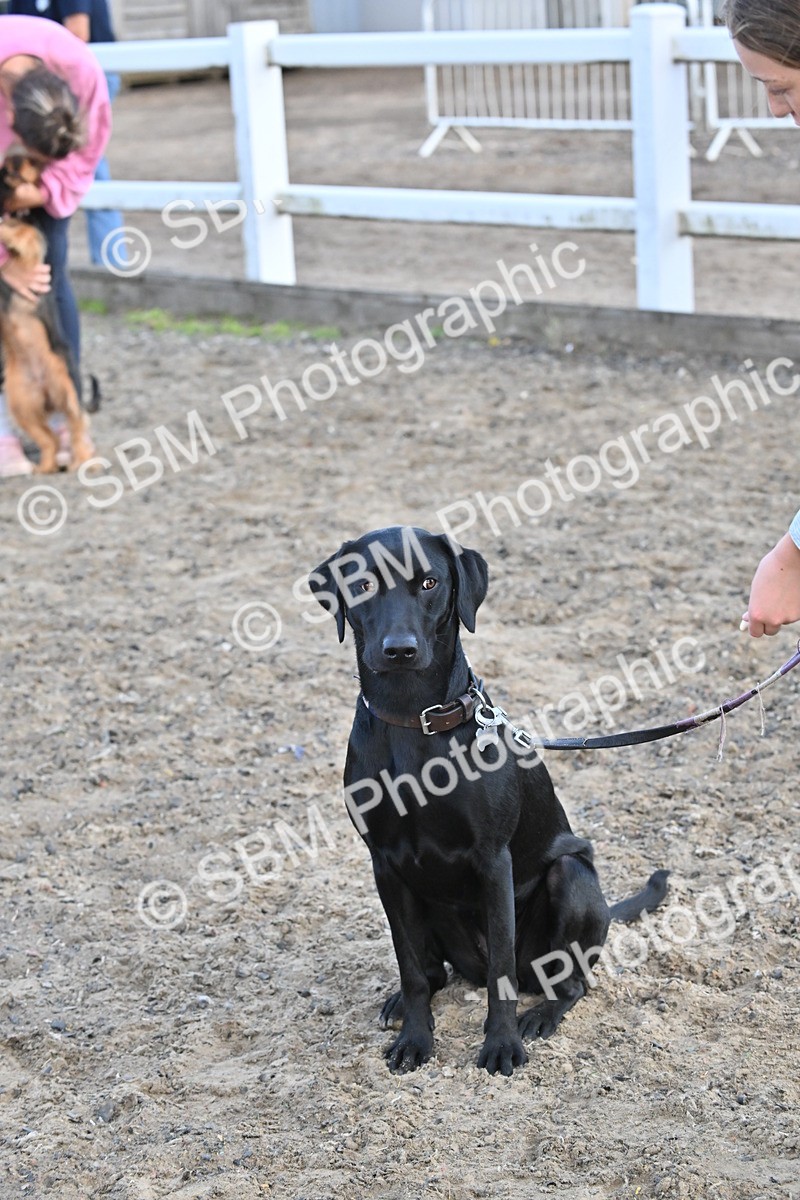 SBM_09533 - Lorry Dogs