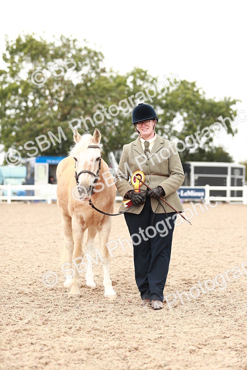 SBM_11923 - Class 206 IH Non Show Type Pony