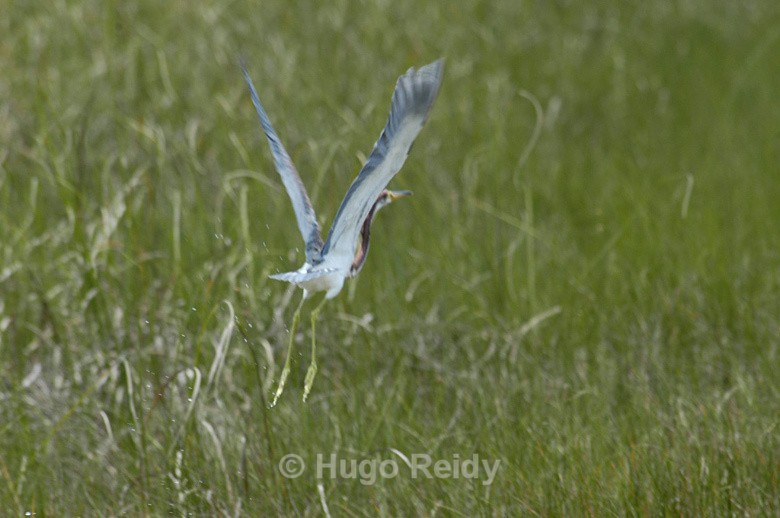  - Birds in the Wild