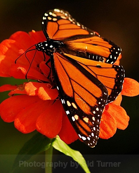 Butterfly on Red Flower - Nature