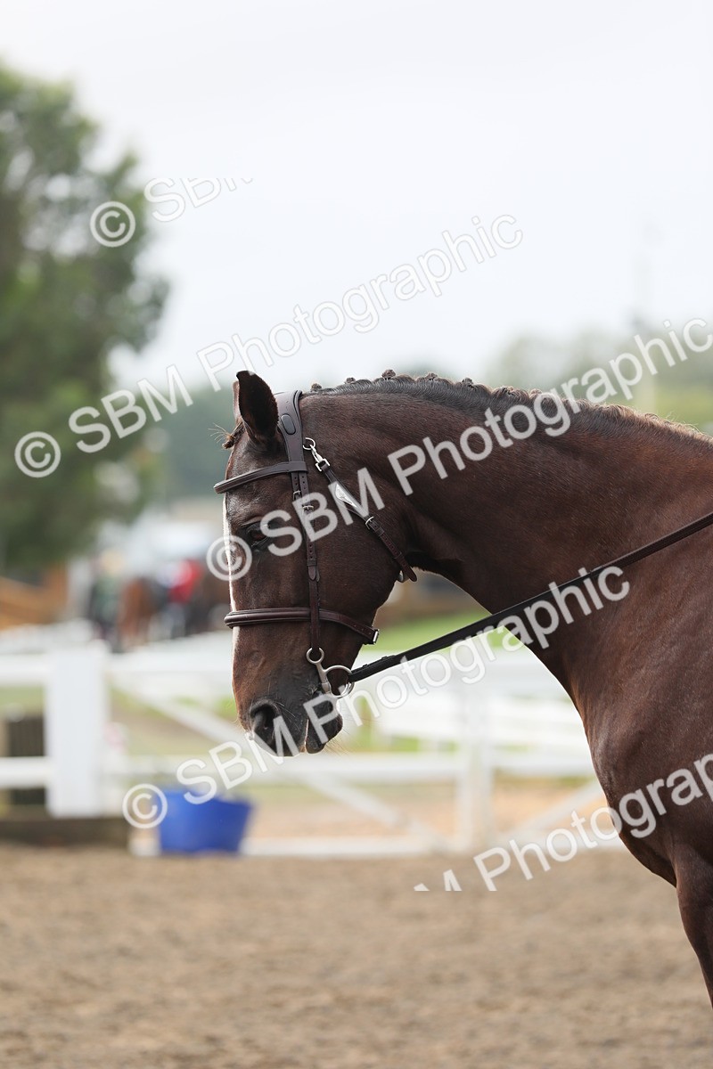 SBM_21331 - Class 805 - Ridden Veteran Horse