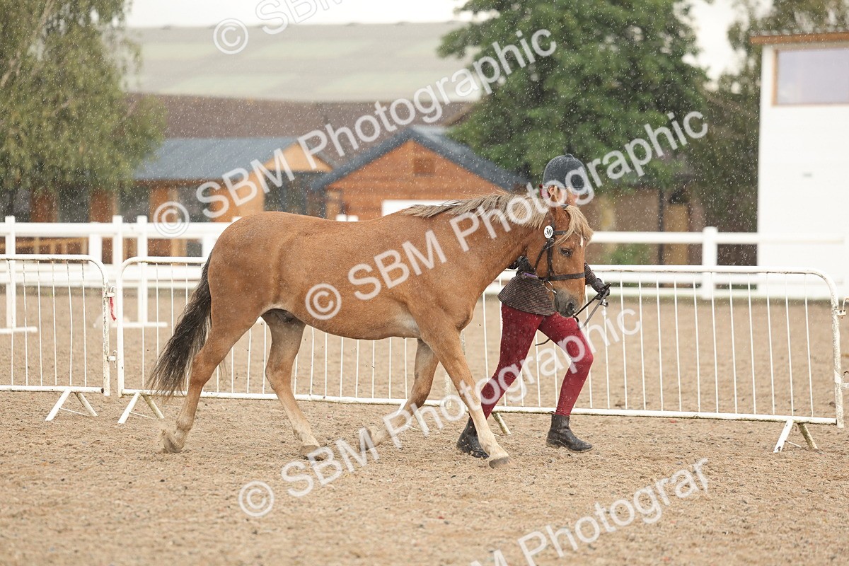 SBM_07733 - Class 27 - IH Competition Horse/Pony