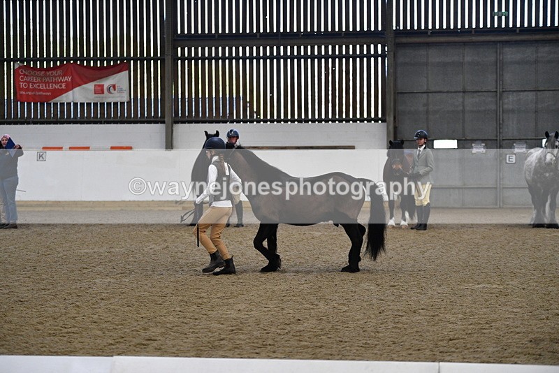 WJ5_4206 - Class 6 In hand M&M - Large Breeds