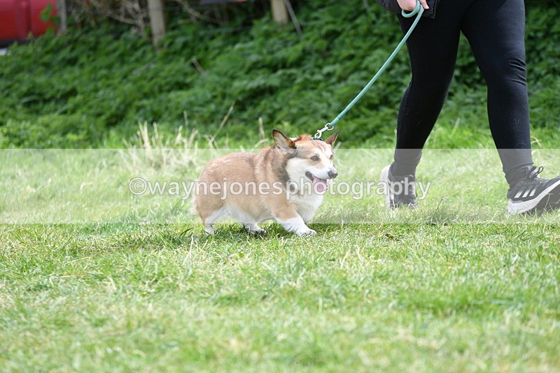 WJ5_9617 - Class 3 Most Handsome Dog