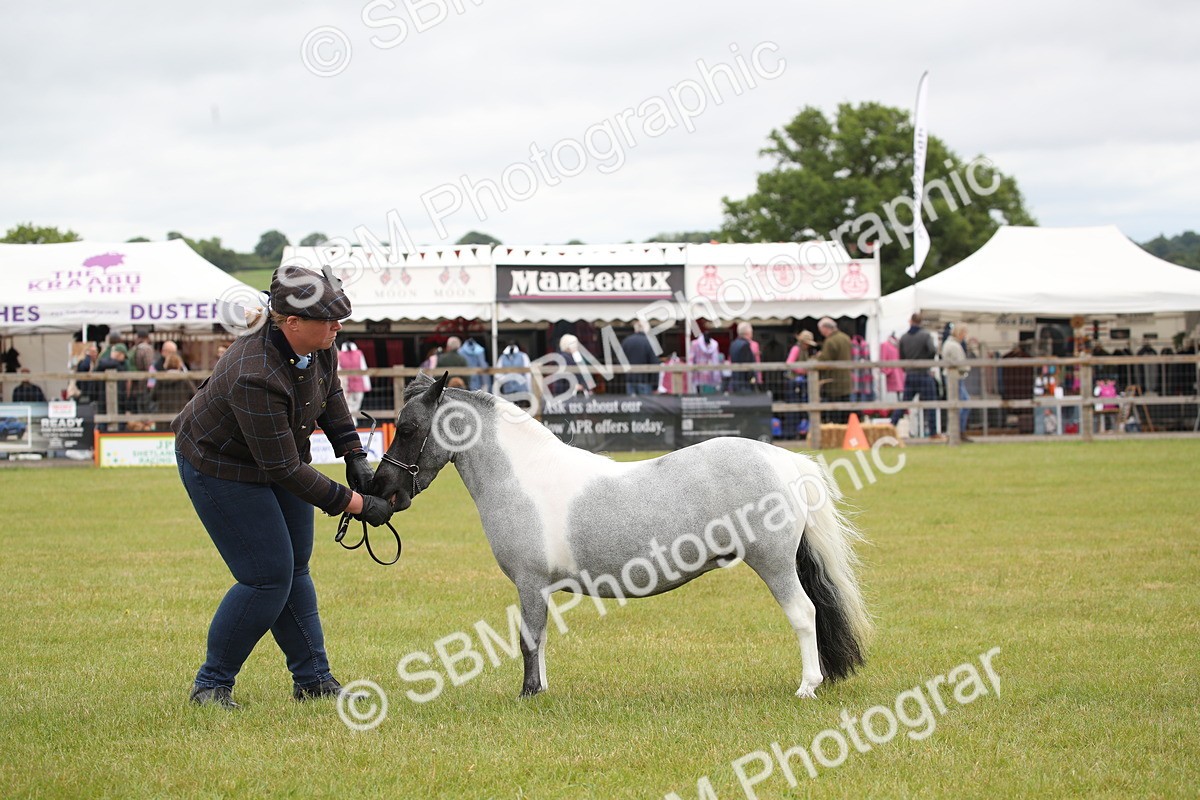 SBM_03963 - Class 23-25 - British Miniature Horse of the Year
