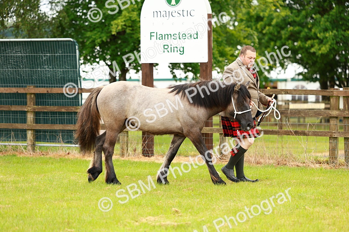 SBM_00353 - Class 58-67 - M&M Non Welsh Pony In hand