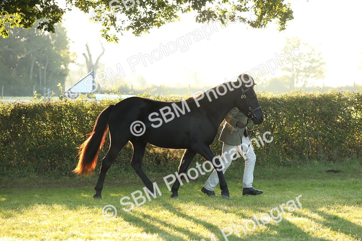 SBM_57821 - S42 - Youngstock