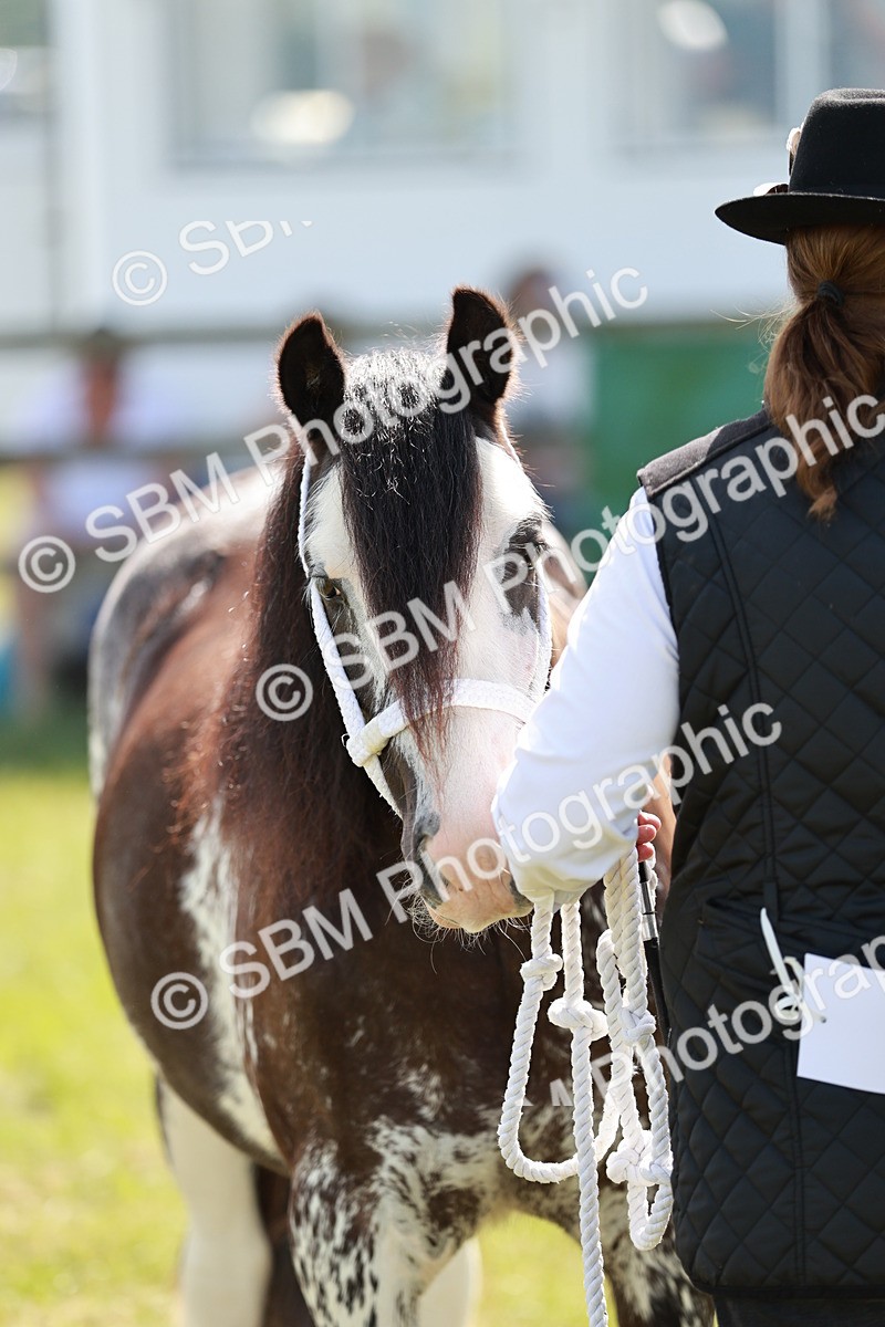 SBM_08669 - Class 63-65 - Traditional Gypsy Cobs In Hand & Ridden
