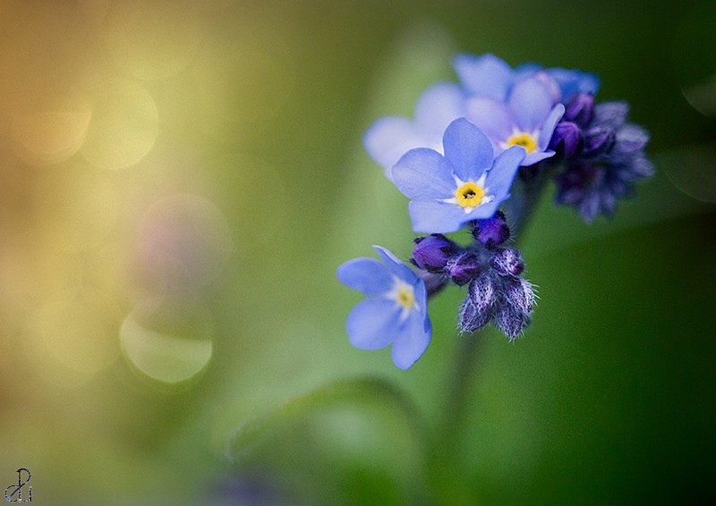 Flower photography by Diana Uzun