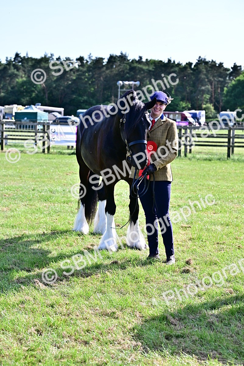 SBM_10047 - Class 63-65 - Traditional Gypsy Cobs In Hand & Ridden