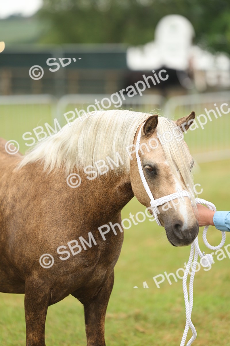 SBM_01600 - Class 50-57 - M&M Welsh Pony In Hand