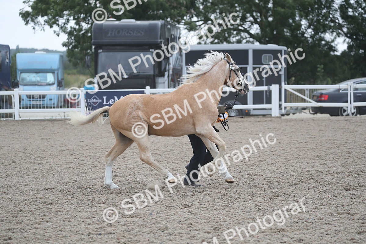 SBM_18023 - Class 317 IH Pure bred Horse/Pony