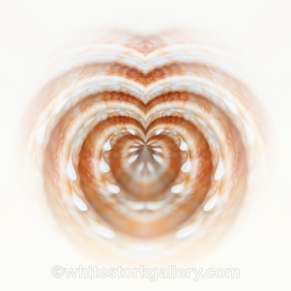 Heart Shells - Digital Art