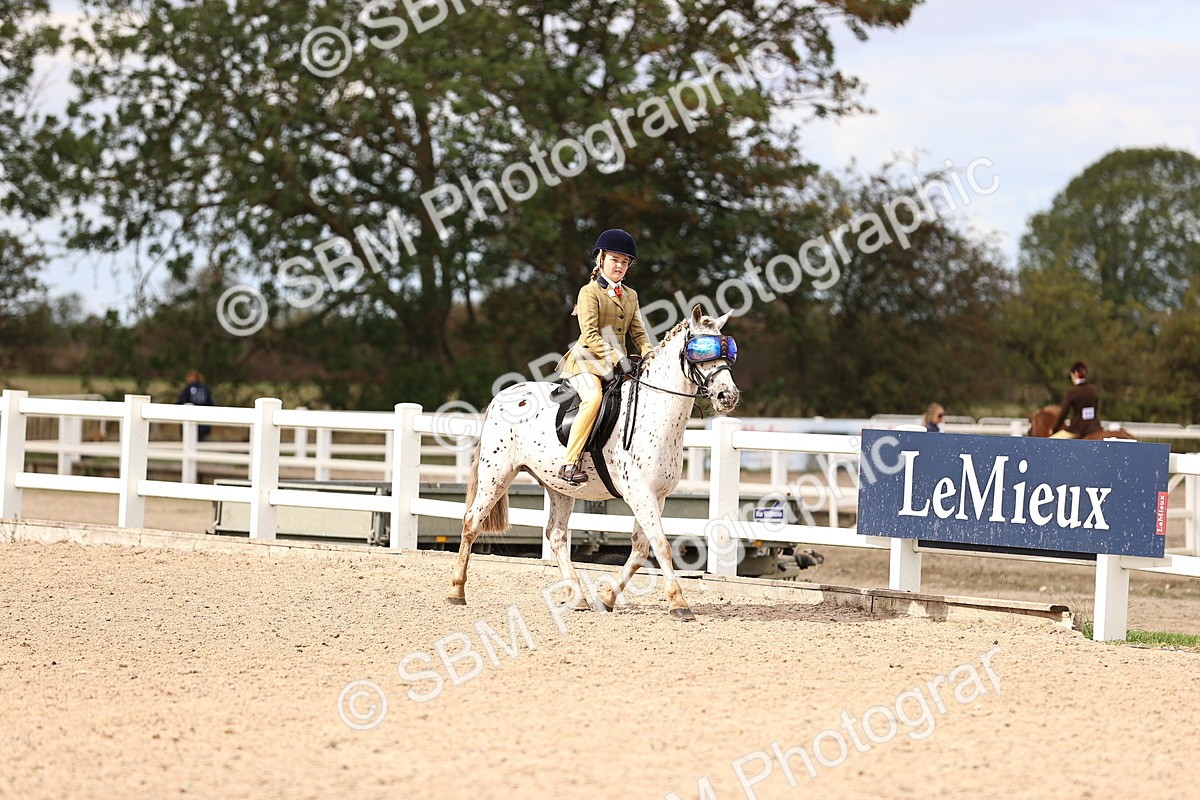 SBM_15990 - Class 417 - Handsomest Gelding (IH or Ridden) Jnr