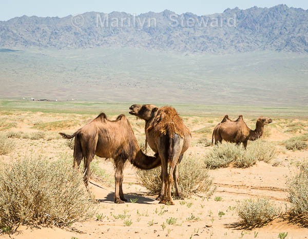 Camels in the Gobi Gurvan #1 - Mongolia