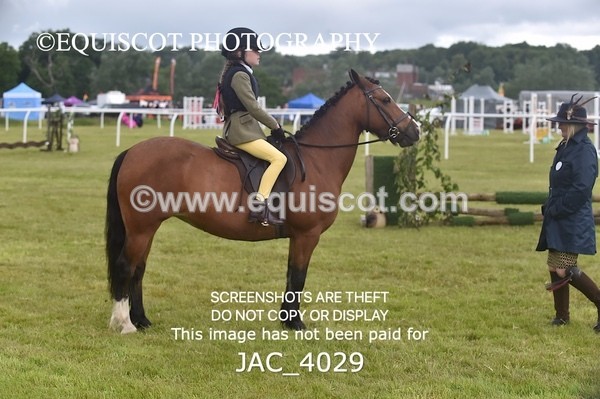 JAC_4029 - 40CM WORKING HUNTER