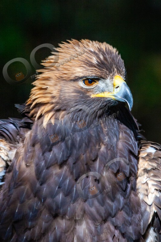 golden eagle Aquila chrysaetos-717804010426 - BoP from around the world