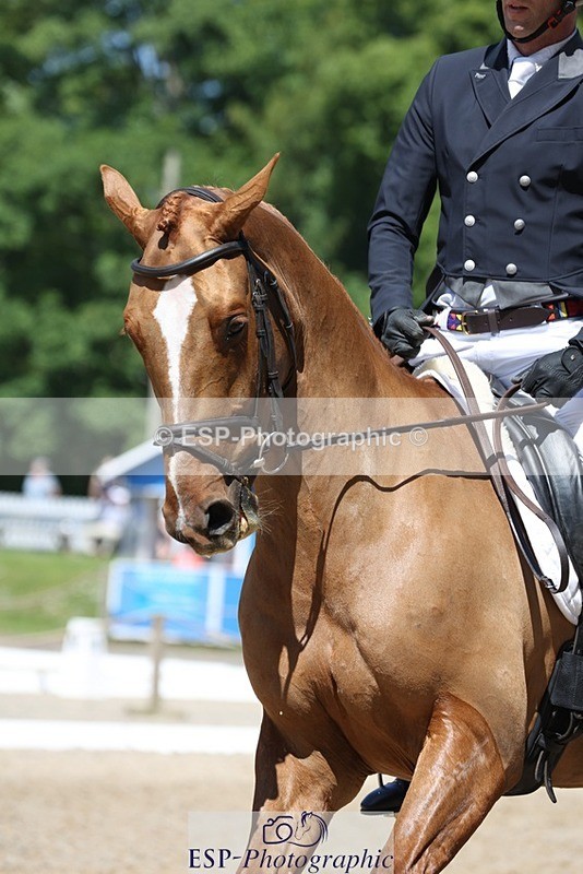 230526-115712-06133 - 157-GODSEND_DU_GIVRE-Henry_Dove-WEDTrotUp+DR