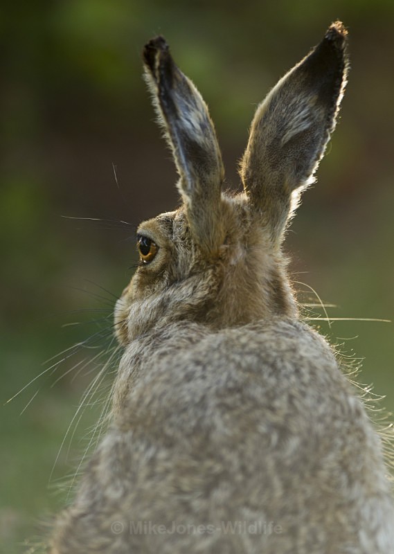 Brown Hare - FAVOURITES WILDLIFE GALLERY. Selected images from the wildlife collections.