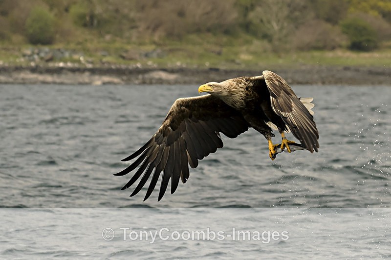 White-tailed Eagle - The Boat Trip  Mull
