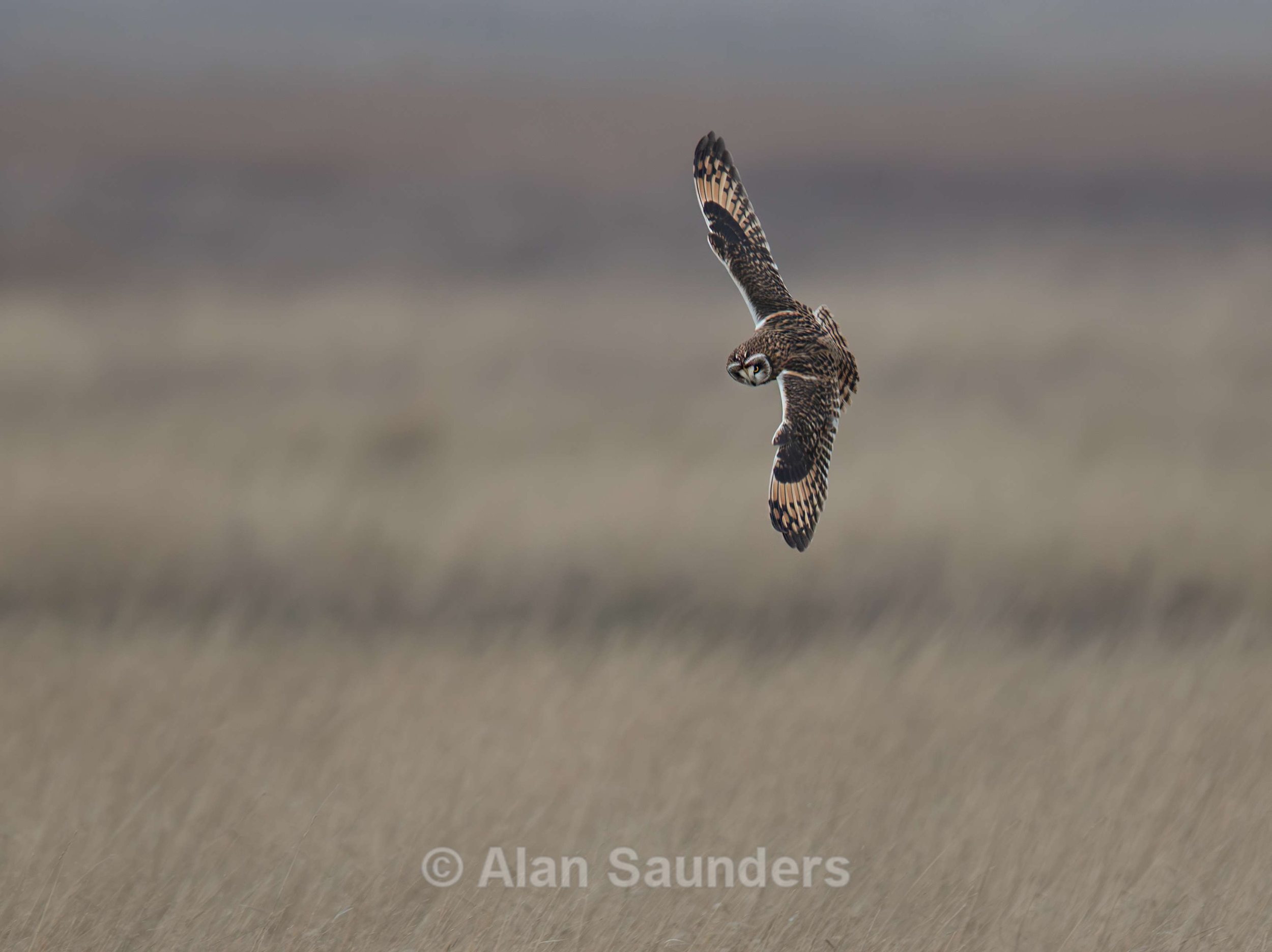 Short Eared Owl